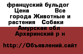 француский бульдог › Цена ­ 40 000 - Все города Животные и растения » Собаки   . Амурская обл.,Архаринский р-н